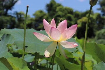ピンクの蓮の花
