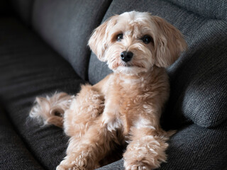 ソファーからじっと見つめるかわいいアプリコットの小型犬【マルプー】