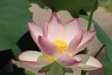 ピンクの蓮の花