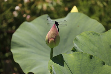 留まったトンボとピンクの蓮の蕾