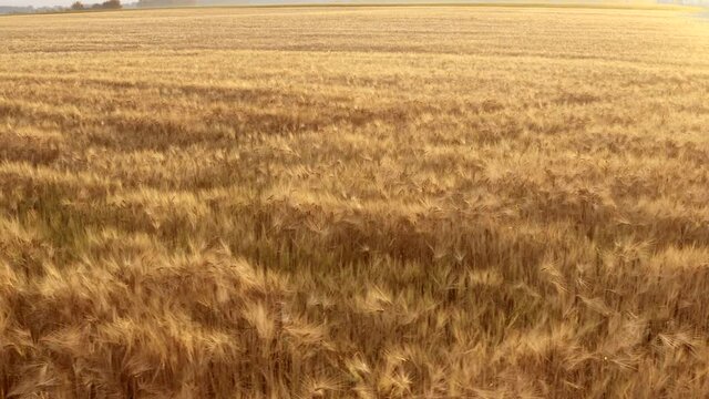 Panoramic picture of a wheat field with ripe yellow shoals and grains in the rays of the dawn sun. The vast field of grain wheat and barley.
