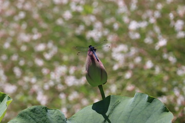 留まったトンボとピンクの蓮の蕾