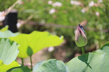 留まったトンボとピンクの蓮の蕾