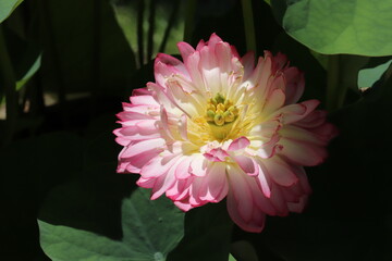 ピンクの蓮の花