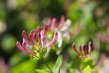 Pink Honeysuckle buds and flowers in the garden. Lonicera Etrusca Santi caprifolium,  woodbine in bloom. Floral background