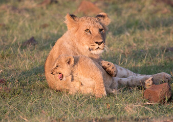 A Lion and cub. Kenya.