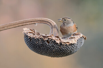 Beautiful portrait of Brambling perched on sunflower (Fringilla montifringilla)