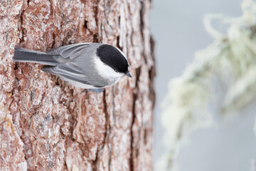 The Marsh tit perched on tree trunk (Poecile palustris)