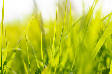 Fototapeta na wymiar Green fresh grass in the sunshine closeup. Summer landscape. Joyful mood. Nature.