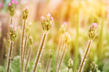 The stems of unblown primrose close-up. Macro photo of nature. Plants, grass in the rays of the orange sun. Peaceful mood. Bright light.