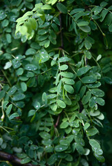 background of green leaves of forest barberry after rain in the sunlight, summer plants close-up