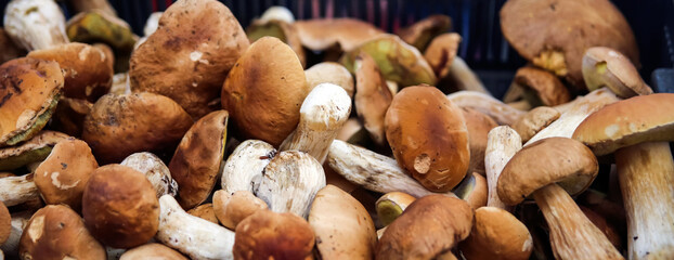 brown mushrooms in a bucket. trade in forest mushrooms.