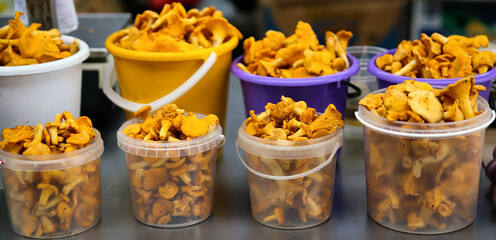 Raw chanterelle mushrooms in a basket on a wooden background