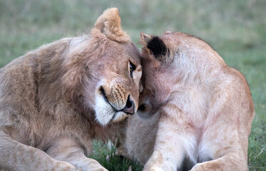 Two lions (Panthera leo) in the grasslands of Tanzania being affectionate.	