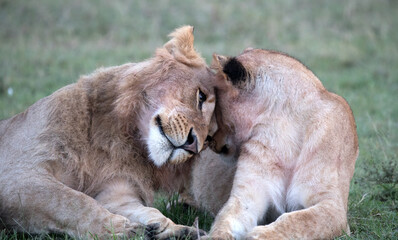 Two lions (Panthera leo) in the grasslands of Tanzania being affectionate.