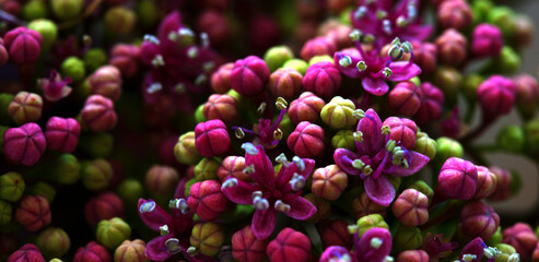 Fototapeta premium close up of flower buds just beginning to open