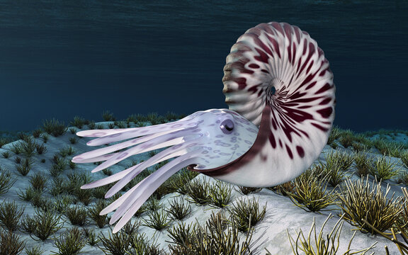 Oso Ammonoids Anahoplite