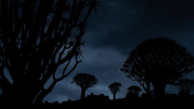 Quiver Tree Forest (Aloe dichotoma) with Lightning and Thunderstorm, Africa