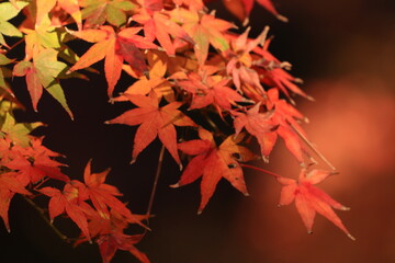 red maple leaves
