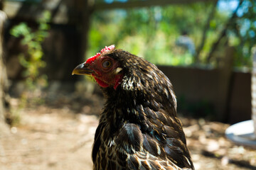 free range chicken
