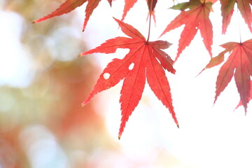 red maple leaves