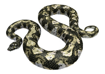 Boa Constrictor, Freisteller