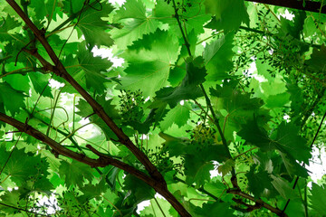 Vineyard in the spring. Grows in the sun. A flowering bunch of grapes in early summer on a farm plot. a bunch of young grapes, grape leaves are highlighted by the sun
