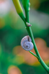 A snail on a stalk of a lily. GARDEN SNAIL