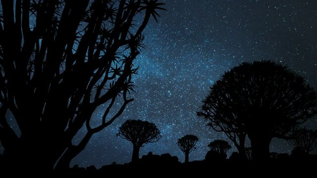 Desert Landscape with Quiver Trees or Aloe Dichotoma, Time Lapse by Night with Stars and Milky Way, Africa