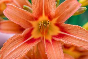 Orange lily - fire lily - ( Lilium bulbiferum ). In July the orange flowers stand out for miles in...