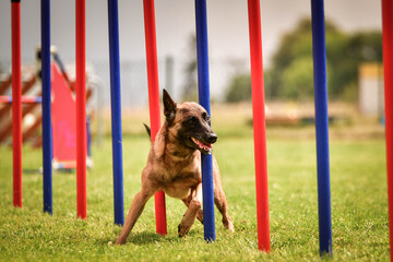 Belgian Malinois is running on czech agility competition slalom. Amazing day on czech agility...