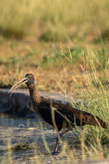 Red naped ibis or Indian black ibis or Pseudibis papillosa closeup at tal chhapar sanctuary rajasthan india