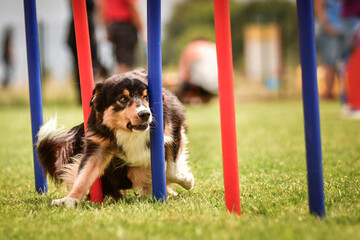 Lovely tricolor Border collie is running slalom on czech agility competition slalom. Dogs love it!