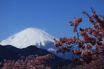 Fuji Mountain and cherry blossoms in the park ,japan,kanagawa 