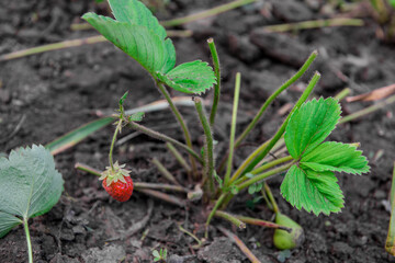 Large-fruited garden strawberries grow in strawberry beds. Close-up, strawberry foliage
