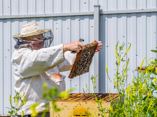 A beekeeper in protective clothing holds a frame with honeycombs, inspects the bees in the apiary....