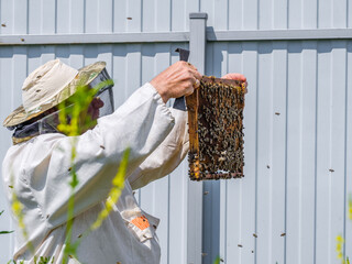 A beekeeper in protective clothing holds a frame with honeycombs, inspects the bees in the apiary....