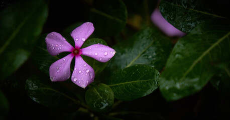A pink flower with rain drops on it surrounded by green leaves