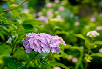 日本の宮城県仙台市「資福寺」で雨の中咲く美しい紫陽花