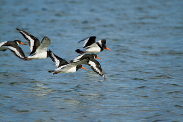 Haematopus ostralegus, group of birds flying over the sea.