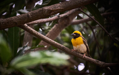 A yellow bird peaking from a mango tree