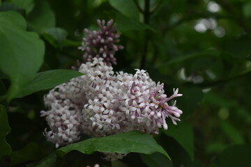 Little beautiful lilaс