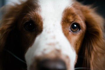 Closeup of face of welsh springer spaniel dog, brown with white mask