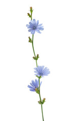 Chicory flower on the white