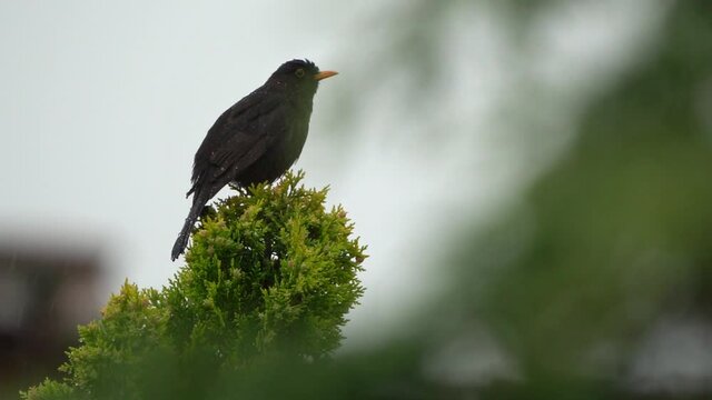 Blackbird (Turdus merula) sings on mossy branch under rain, medium shot