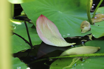 ピンクの蓮の花びらと葉の上の水滴