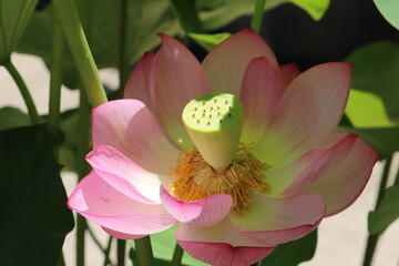 ピンクの蓮の花