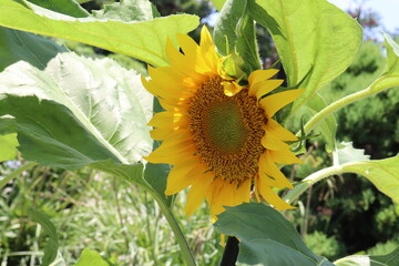 左を向いた晴れた日のひまわり