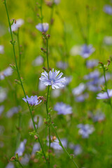 Obraz na płótnie Canvas Chicory flowers on the meadow
