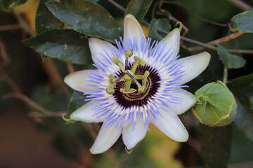 トケイソウ　時計のような形をした花